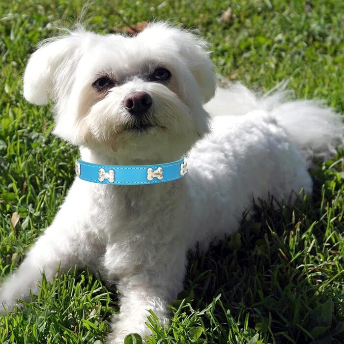 Нашийник для собак з шкіри та поводок-комбо: регульований нашийник для цуценят та середніх собак, білий (L, Blauer See)