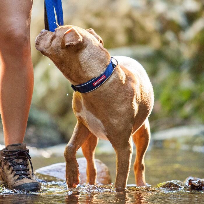 Нашийник для собак EzyDog Camo (M, L) - Неопрен, Водостійкий, Світловідбиваючий