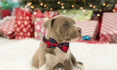 Нашийник для собак Lionet Paws на Halloween з метеликом, бавовна, XL, 34-55 см, для собак