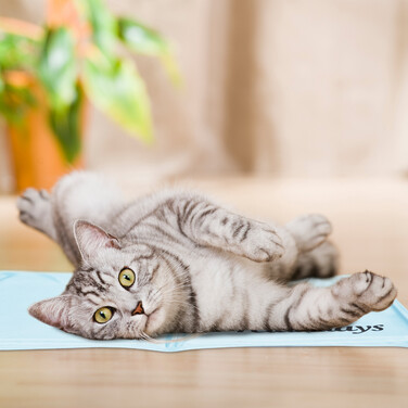 Relaxdays Blue Cooling Mat for Dogs