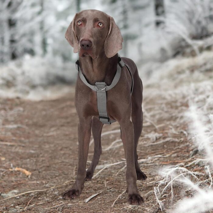 Шлейка для собак FEimaX для великих собак, тактична, не тягне, дихаюча, комфортна, сіра, міцна