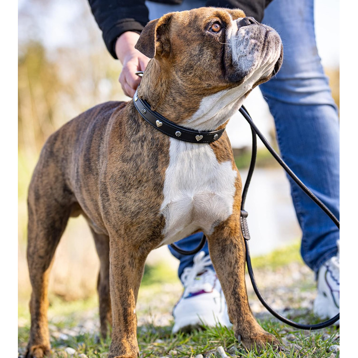 Нашийник для собак Jack Russell з натуральної шкіри чорного кольору з аплікаціями у вигляді серця та квітки, подвійний шар, розмір S (26.0-36.0)