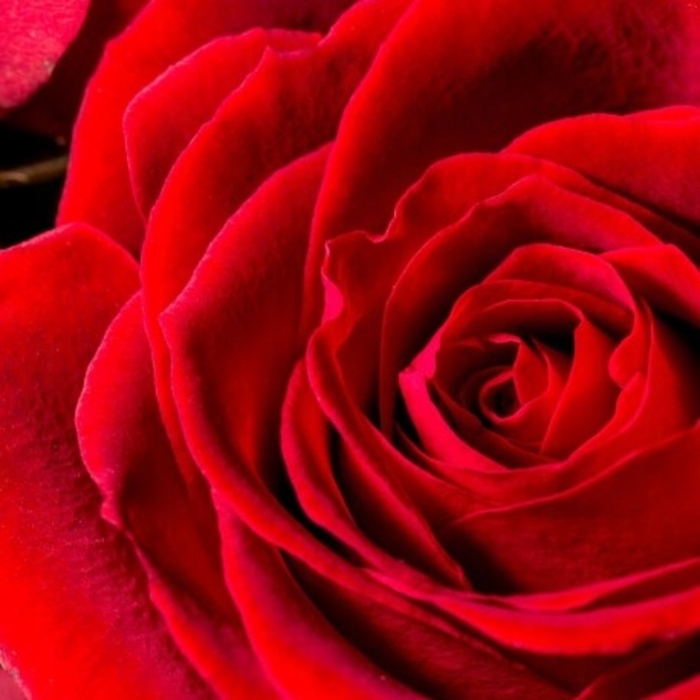 Парфумована вода Yodeyma Silk Elixir, 50 мл