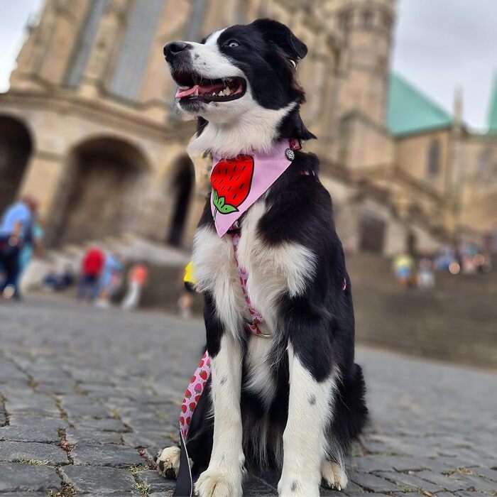 Нашийник для собак Ax & Olly H-For Ultrabequees з неопрену, середнього розміру, з підкладкою, безпечний та ультралегкий, колір: Полуничний сон (L)