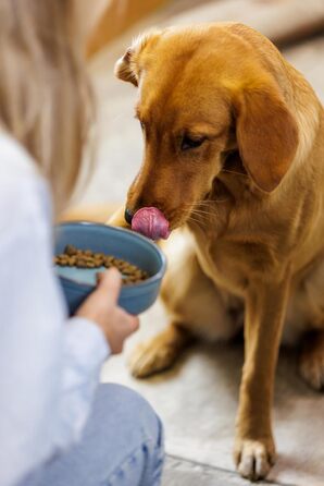 Миска для собак Mason Cash Reactive Paw, 18 см, 950 мл, для середніх та великих собак, кераміка, безпечна для миття в посудомийній машині та заморожування