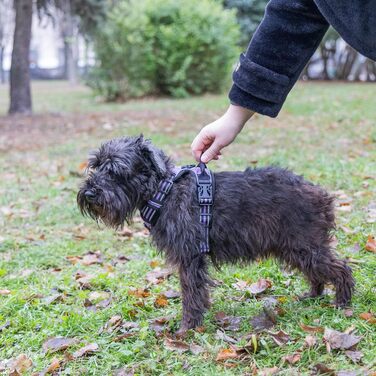 Шлейка для собак середніх порід Ferplast, 2 карабіни для контролю, шлейка від тяги, регульована, світловідбиваюча та дихаюча, ідеальна для тренувань, M, Бежевий (Purple, SMALL)