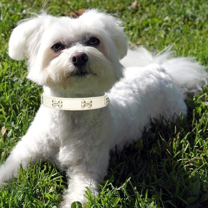 Нашийник для собак з натуральної шкіри та поводок-комбінований набір. Регульований нашийник для цуценят та собак маленьких та середніх порід. Білий, XS, S, M