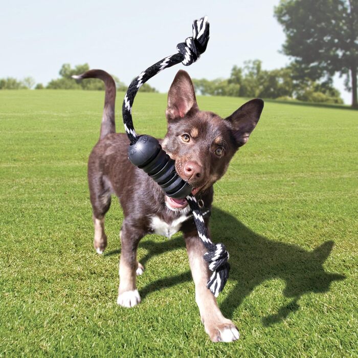 KONG Extreme Dental Dog Toy - Natural Rubber Chew Toy for Dental Care - Cleans Teeth and Gums - For Large Dogs