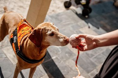 Шлейка Julius-K9 Power&More для собак, розмір L, Pixeljuice