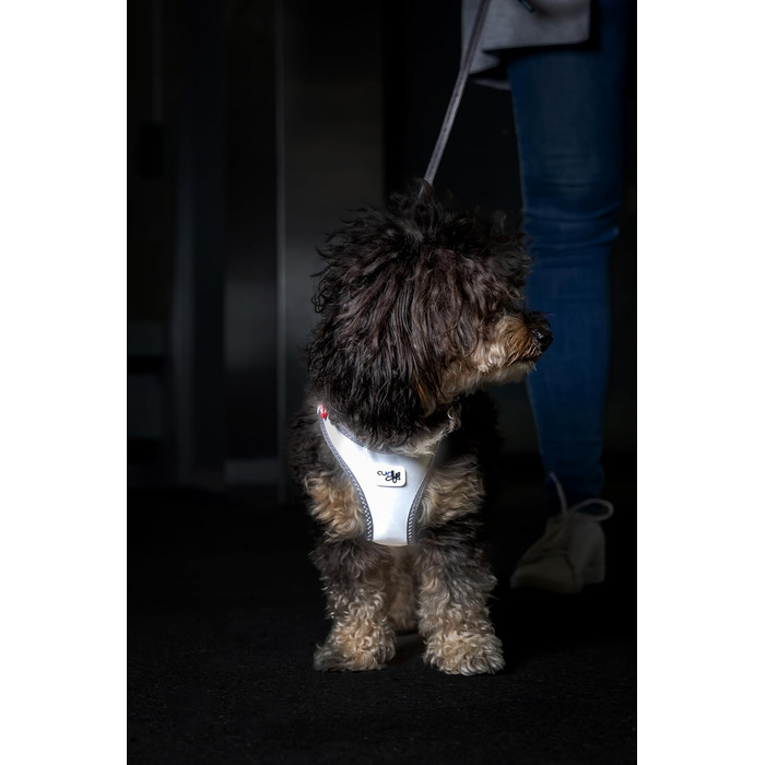 Жилет-шлейка Glow curli Clasp з світловідбиваючим покриттям, сірий, розмір M