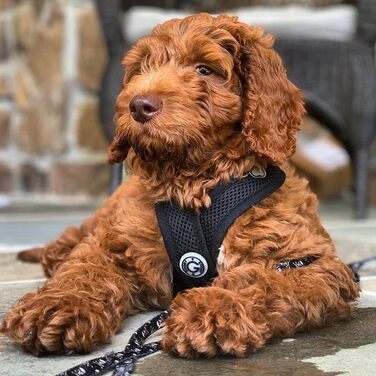 Нашийник для собак Gooby Comfort X для прогулянок та дому, чорний, розмір M, захист від задушення, для собак малих та середніх порід