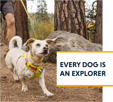 RUFFWEAR Hi & Light Dog Lead, Strong Lead with integrated storage pocket and secure Crux-Clip closure, compactly folds down to pocket size, (Basalt Grey)