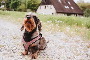 Нашийник для собак HUNTER HILO COMFORT, турквіс, розмір XXS, легкий, з сітчастого матеріалу, для маленьких та середніх собак, з відбиваючими елементами, сучасний дизайн