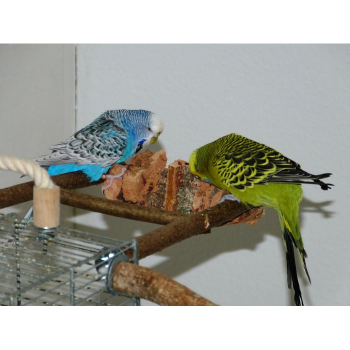 6-Piece Shredder and Nibbling Set for Birds | Basic Equipment for Bird Owners | Budgie Toy | Cockatiel Toy