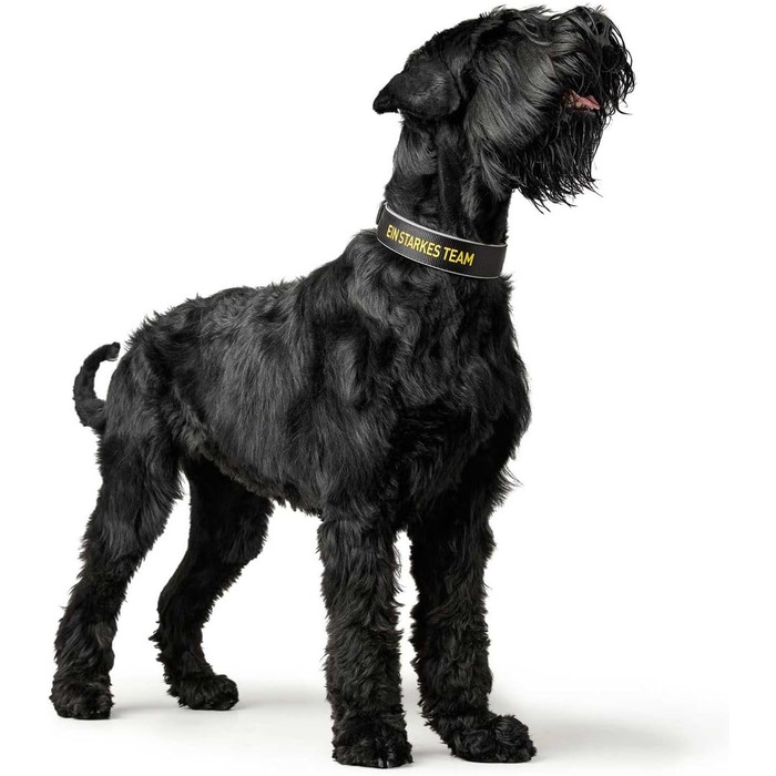 Нашийник для собак HUNTER Neopren Reflect BVB, світловідбиваючий, з підкладкою, чорний/жовтий, 55 см