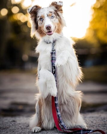 Dog collar with 2m leash set - adjustable leash - Edinburgh Collection - dog collar for large dogs, collar for small & medium-sized dogs - dog collar including gift box
