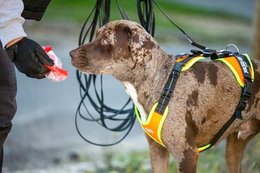 Шлейка для мантрейлінгу Julius-K9 19MTR-S-AMZ, розмір S, помаранчевий колір з неоновим кантом