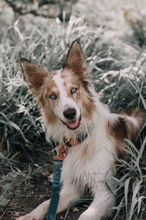 Набір повідка та нашийника для собак Aring Pet, оксамитовий нашийник та повідок, регульований нашийник для маленьких, середніх та великих собак, блакитний