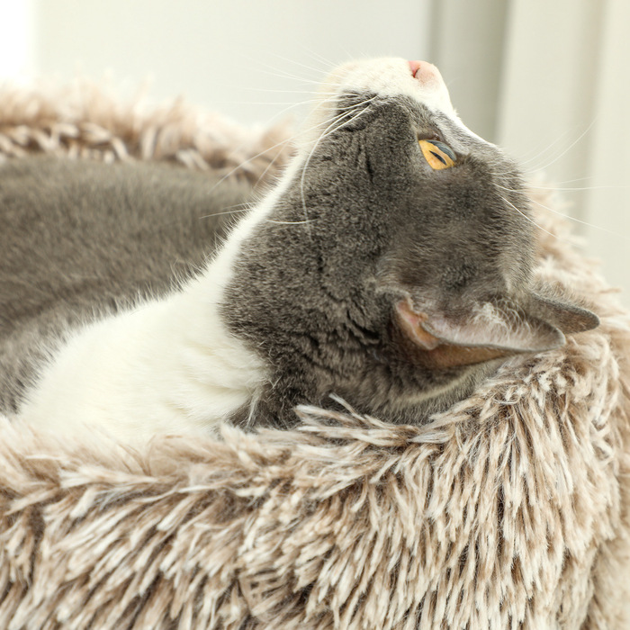 PawHut Драбина для котів 87 см висотою, котячий комплекс з ліжком, товстий стовп, котячий подряпальник з сизалевими стовпчиками, для котів вагою до 6 кг, для дому, коричневий | Aosom