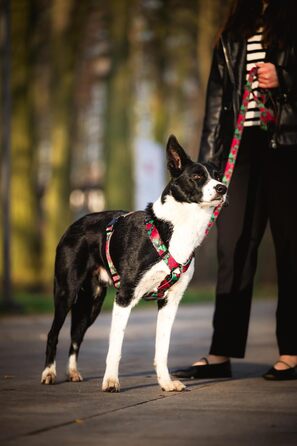 Шлейка для собак середніх порід | Не вбирає вологу | Регульована | З контролем | Легка класична шлейка | Dog Harness | Eternal Rose, M - виміряйте розмір собаки