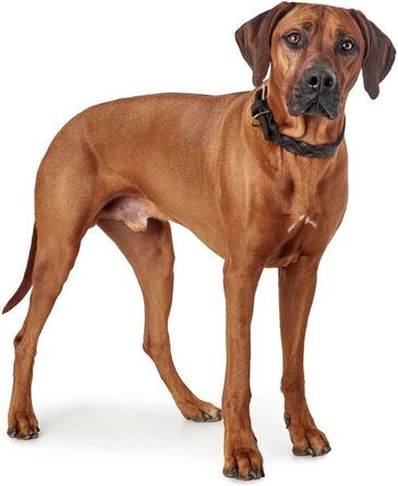 Нашийник для собак HUNTER Sanisbar Solid, шкіряний, міцний, з латунними застібками, з брелоком, Made in Germany, темно-коричневий, розмір 40