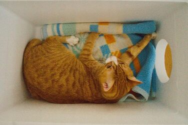 Вологостійкий котячий будиночок QLS зі стиропора, 58x38 см – ізольоване захисне житло для котів на вулицю