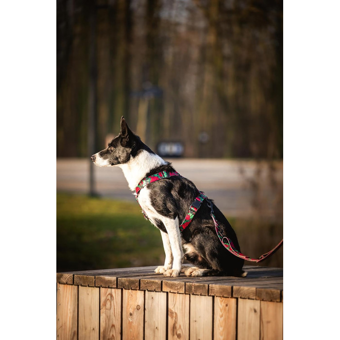 Шлейка для собак середніх порід | Не вбирає вологу | Регульована | З контролем | Легка класична шлейка | Dog Harness | Eternal Rose, M - виміряйте розмір собаки