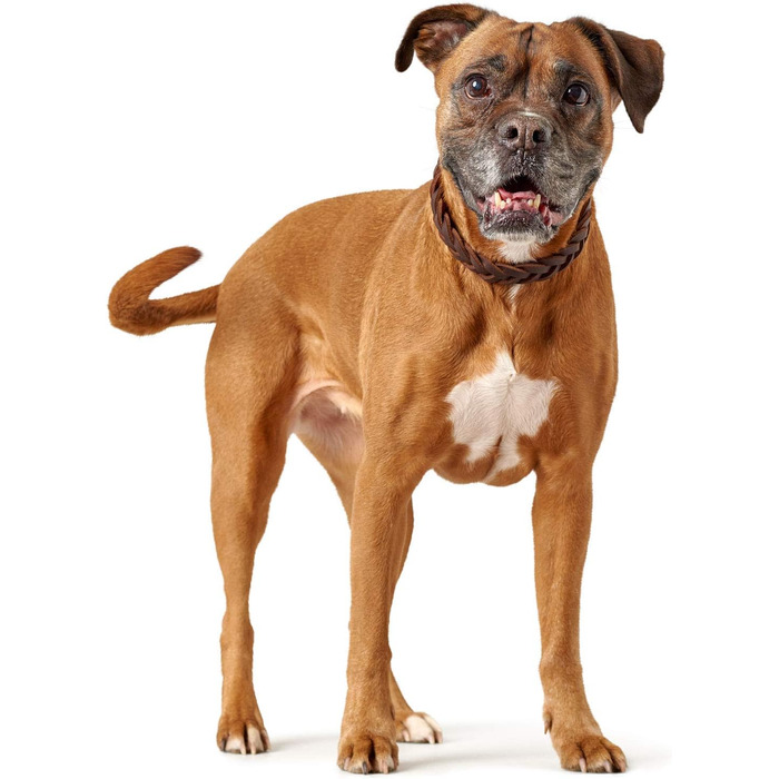 Нашийник для собак Hunter Solid Education, шкіряний, ручної роботи, темно-коричневий, розмір S-M