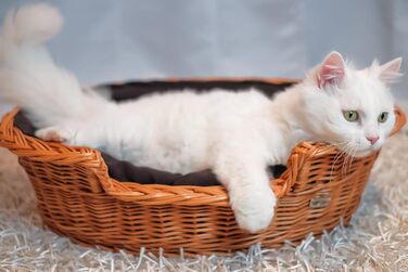 Wicker Dog Basket for Dog and Cat, Dog Bed, Cat Bed with Cushion, Pet Basket, Woven Cat Basket, 60x43 x H19 cm