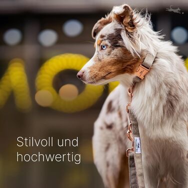 Dog collar and 2m dog leash set in an elegant design - Adjustable dog leash - Includes gift box - For small, medium & large dogs - Classic Collection, The Original (37-58cm)