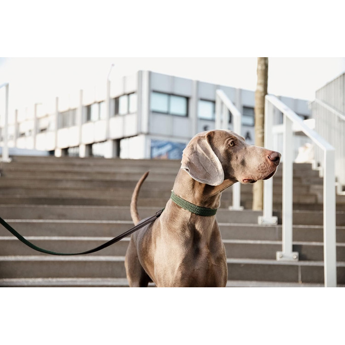 Нашийник для собак Kentucky Dogwear, плетений нейлон, оливковий, розмір S, 42 см