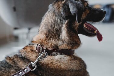 Нашийник для собак HUNTER Grenada з натуральної шкіри, ручної роботи, Німеччина, для тренувань та повсякденного використання, міцний, комфортний, елегантний дизайн, розмір: 39-48 см, колір: темно-коричневий