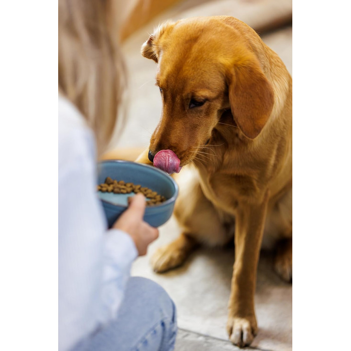 Миска для собак Mason Cash Reactive Paw, 18 см, 950 мл, для середніх та великих собак, кераміка, безпечна для миття в посудомийній машині та заморожування