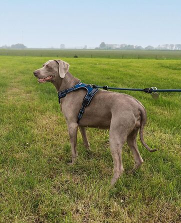 Нашийник для собак Lionto з м'якого нейлону, великий розмір, з відбиваючими елементами, анти-тяга, з 2 кільцями та 4 ремінцями, з двома застібками-кліпсами та гумовою ручкою (XL, блакитний)