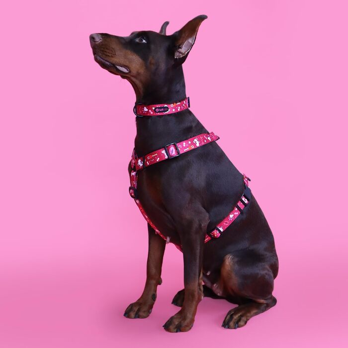 Шлейка для собак середніх порід Champagne Kiss M: регульована, не вбирає вологу, з контролем, легка