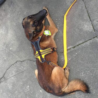 Шлейка для собак Truelove TLH5551 з ручкою, м'яка, з відбиваючим матеріалом, XS, помаранчевий