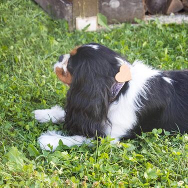 Нашийник для собак Pettsie з серцем та браслетом дружби, регульовані розміри S та M, зручний дизайнерський льон, міцний та довговічний, чудовий подарунок для любителів собак (26,7 - 36,8 см (S), фіолетовий)