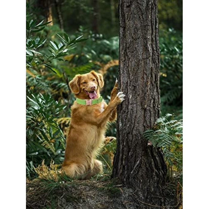 Елегантний шкіряний нашийник та поводок для собак - міцний аксесуар для маленьких собак, зелений (1 шт.)